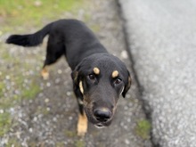 RIVER, Hund, Mischlingshund in Griechenland