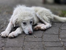 APRIL, Hund, Mischlingshund in Griechenland