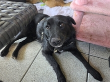 KEELIAH, Hund, Mischlingshund in Sengenthal
