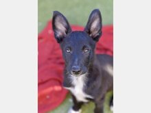 JUNIOR, Hund, Mischlingshund in Pfedelbach