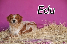 EDU, Hund, Epagneul Breton in Spanien