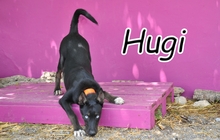 HUGI, Hund, Mischling in Spanien