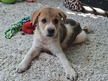 ALFIE, Hund, Mischlingshund in Ungarn