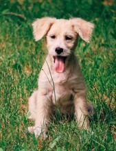 DARCO, Hund, Mischlingshund in Rumänien