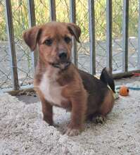 CUKI, Hund, Mischlingshund in Ungarn