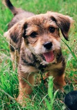 DUSTY, Hund, Affenpinscher in Rumänien