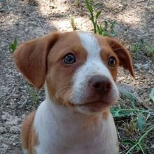 TUCA, Hund, Mischlingshund in Spanien