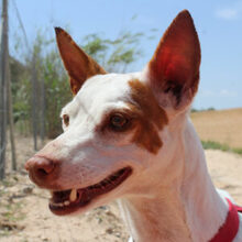 KIKI, Hund, Podenco in Spanien