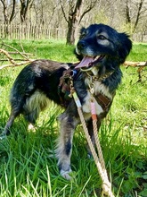 SKIPITONA, Hund, Mischlingshund in Rumänien