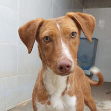 LOLI, Hund, Podenco in Spanien