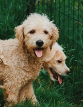 DOLLY, Hund, Mischlingshund in Rumänien