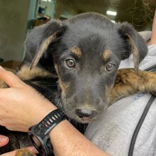ZIMT, Hund, Mischlingshund in Rumänien