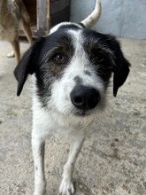 ANDY, Hund, Mischlingshund in Rumänien