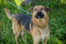 PICASSO, Hund, Mischlingshund in Kroatien