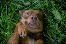 YAKARI, Hund, Mischlingshund in Kroatien