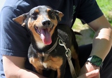 MARLENKA2, Hund, Dackel-Pinscher-Mix in Friesenheim