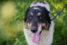 BETSY, Hund, Mischlingshund in Kroatien