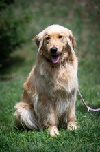 ORNELLA, Hund, Golden Retriever in Ungarn
