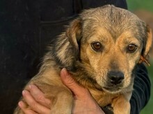 PÜPPI, Hund, Mischlingshund in Nennhausen