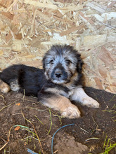 VALENTINO, Hund, Mischlingshund in Rumänien