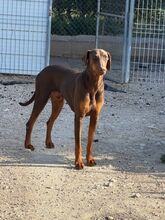 FROILAN, Hund, Dobermann in Spanien