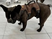 LOGAN, Hund, Französische Bulldogge in Weinsheim