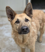 LUPIN, Hund, Mischlingshund in Rumänien