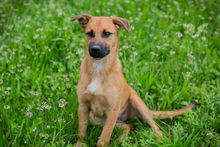 EVOLI, Hund, Mischlingshund in Kroatien