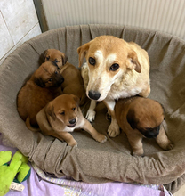 MALINKA, Hund, Mischlingshund in Kroatien