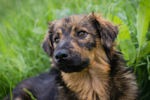 SISSY, Hund, Mischlingshund in Kroatien
