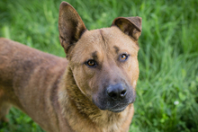 CHIPNR25707, Hund, Mischlingshund in Kroatien