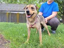 ZARIA, Hund, Deutscher Schäferhund-Shar Pei-Mix in Malsch