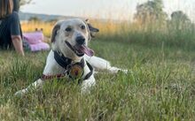 NILS, Hund, Mischlingshund in Forchheim