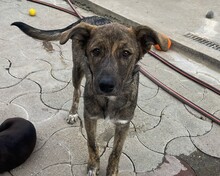 FLOKI, Hund, Mischlingshund in Rumänien