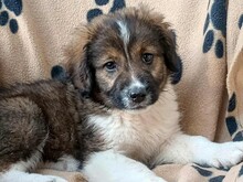 AVA, Hund, Mischlingshund in Bulgarien