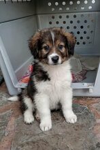 HONEY, Hund, Mischlingshund in Bulgarien
