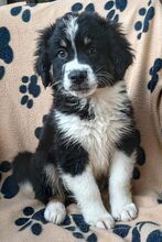 SARU, Hund, Mischlingshund in Bulgarien