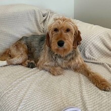 ROSHKO, Hund, Mischlingshund in Bulgarien