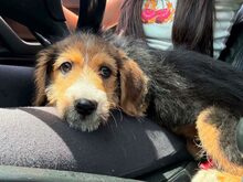 AKEEVA, Hund, Mischlingshund in Bulgarien
