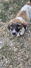 THELMA, Hund, Mischlingshund in Bulgarien