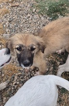 MARGRET, Hund, Mischlingshund in Bulgarien
