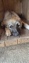 EMMI, Hund, Mischlingshund in Bulgarien