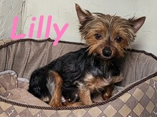 LILLY, Hund, Yorkshire Terrier in Spanien