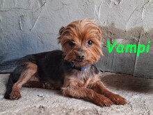 VAMPI, Hund, Yorkshire Terrier in Spanien