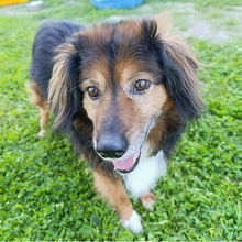 LUTHER, Hund, Mischlingshund in Kroatien