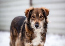 NEWTON, Hund, Mischlingshund in Rumänien