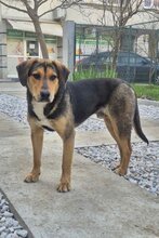 FLOKI, Hund, Mischlingshund in Kroatien