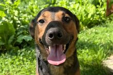 OSKAR, Hund, Mischlingshund in Kroatien