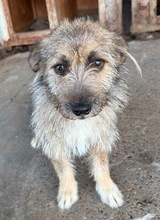 SASCHA, Hund, Mischlingshund in Rumänien