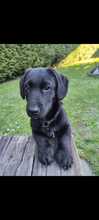 ROCKY, Hund, Mischlingshund in Weinheim